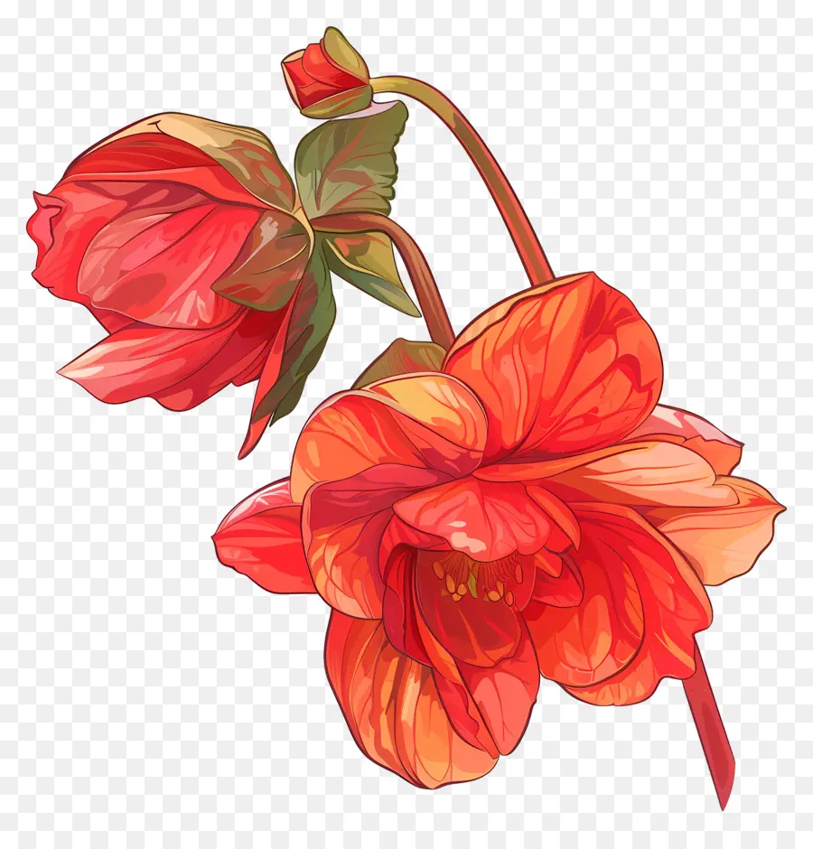 цветок бегония，красные цветы PNG