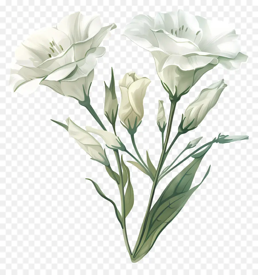 цветок лизиантуса，белые цветы PNG