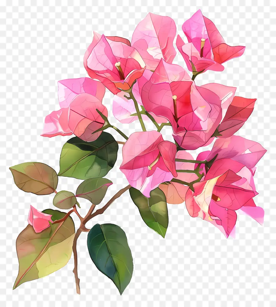 бугенвиллия，бумажные цветы PNG