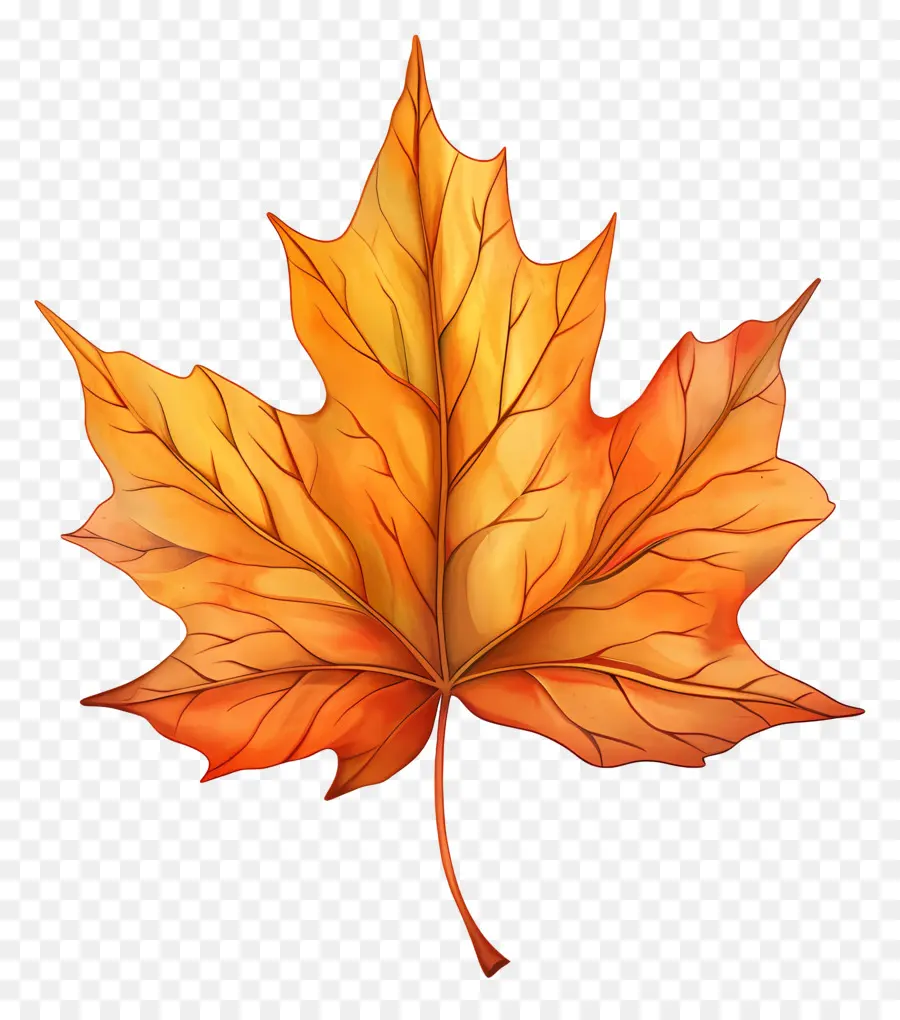 Осенний лист клипарт，кленовый лист PNG