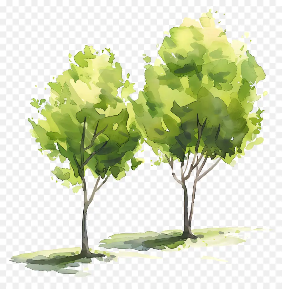 акварельные деревья，зеленые деревья PNG