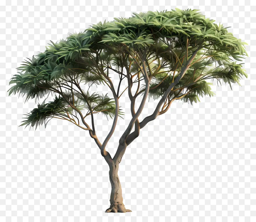дерево акации，наклонное дерево PNG