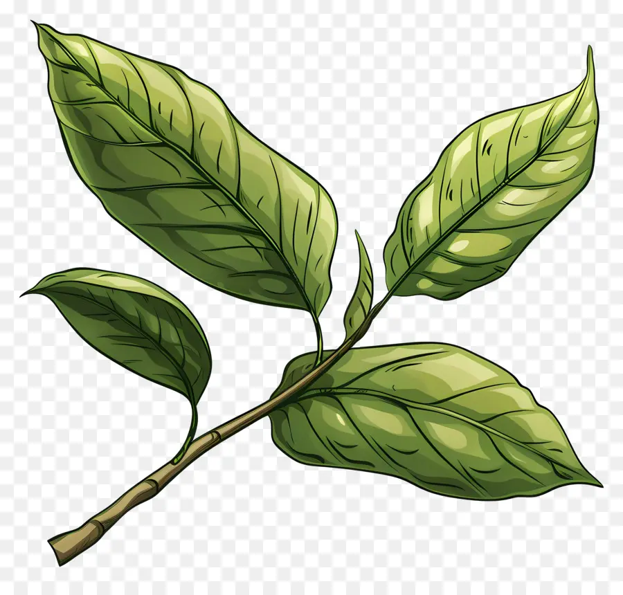 чай，зеленые листья PNG