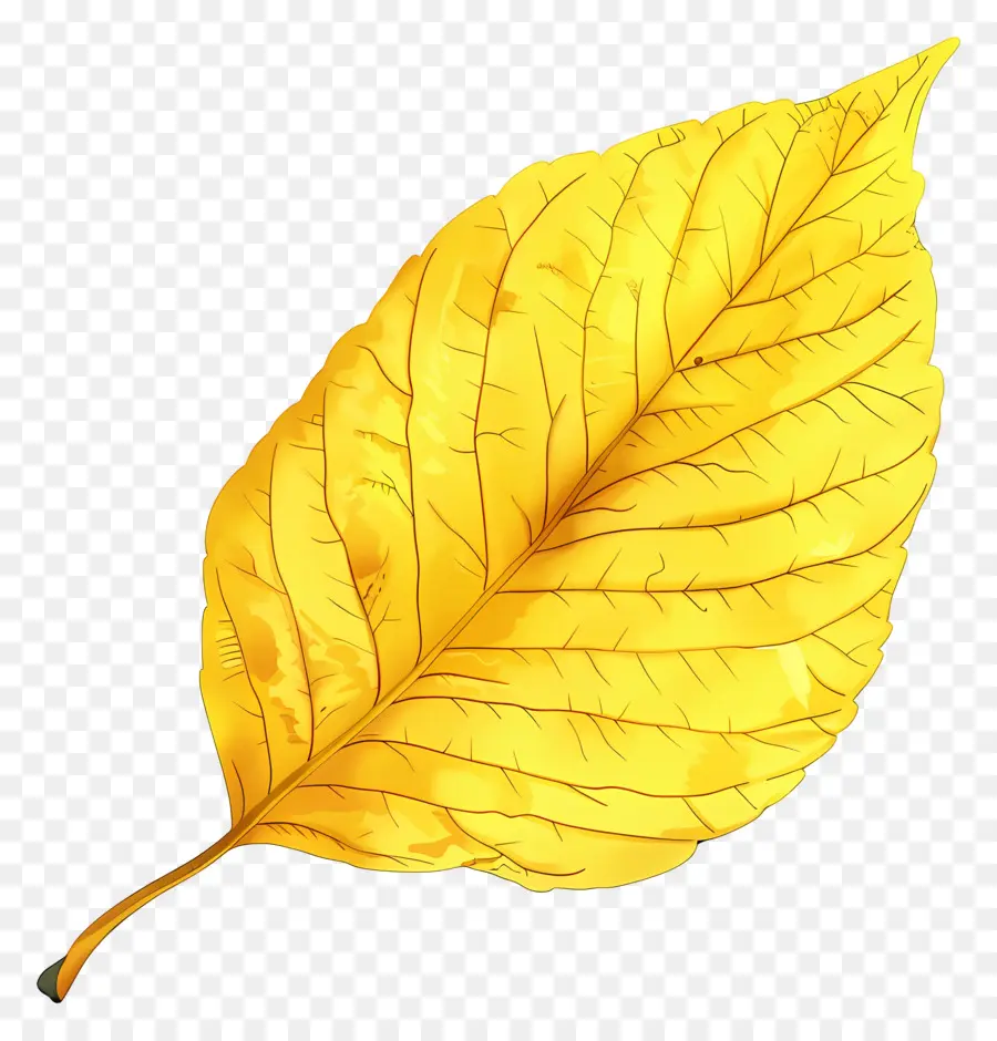 Желтый клипарт листьев，Лист PNG