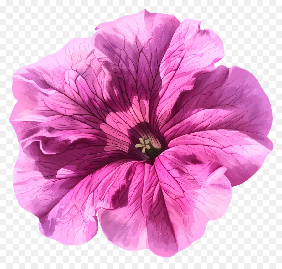 Цветок Петунии，Розовая петуния PNG