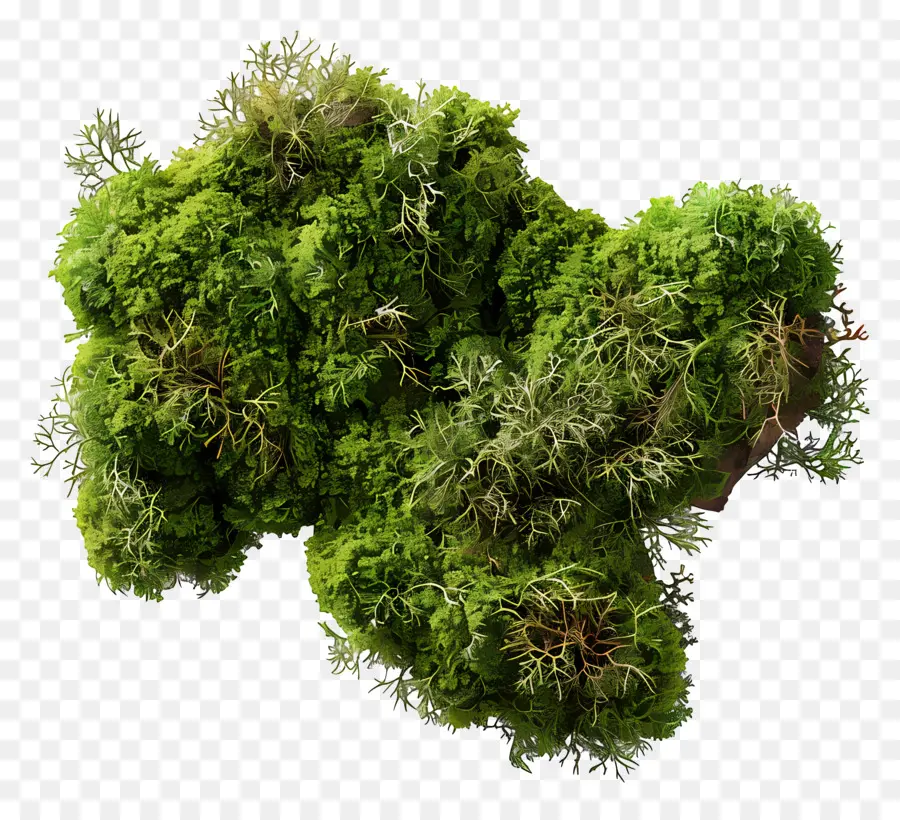 зеленый мох，Рок PNG