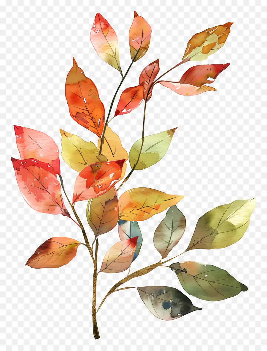 акварельные листья，Осенние Листья PNG