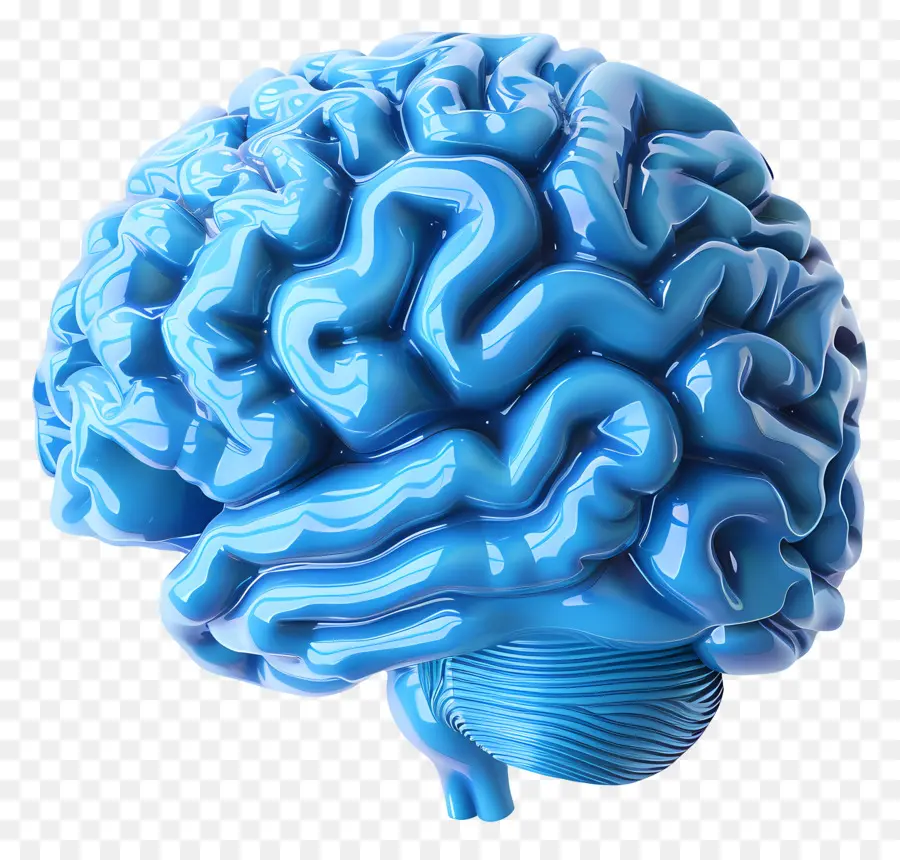 голубой мозг，3d модель мозга PNG