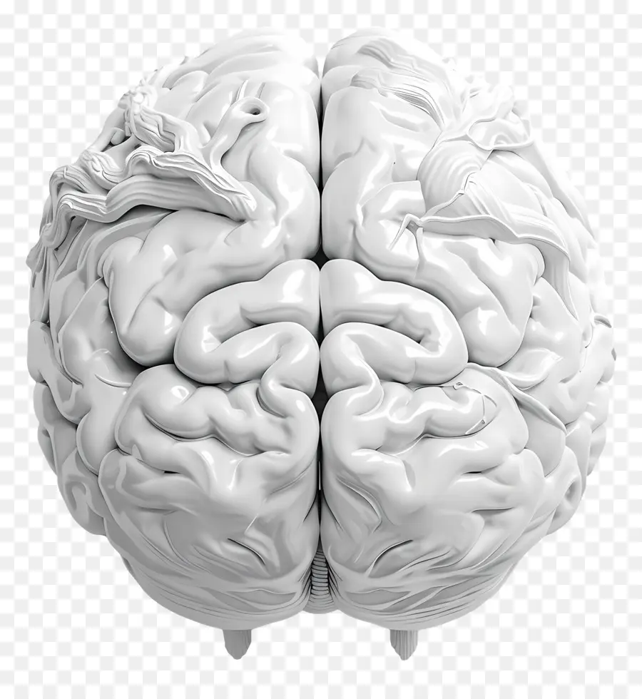 Искусственный мозг，Человеческий мозг PNG