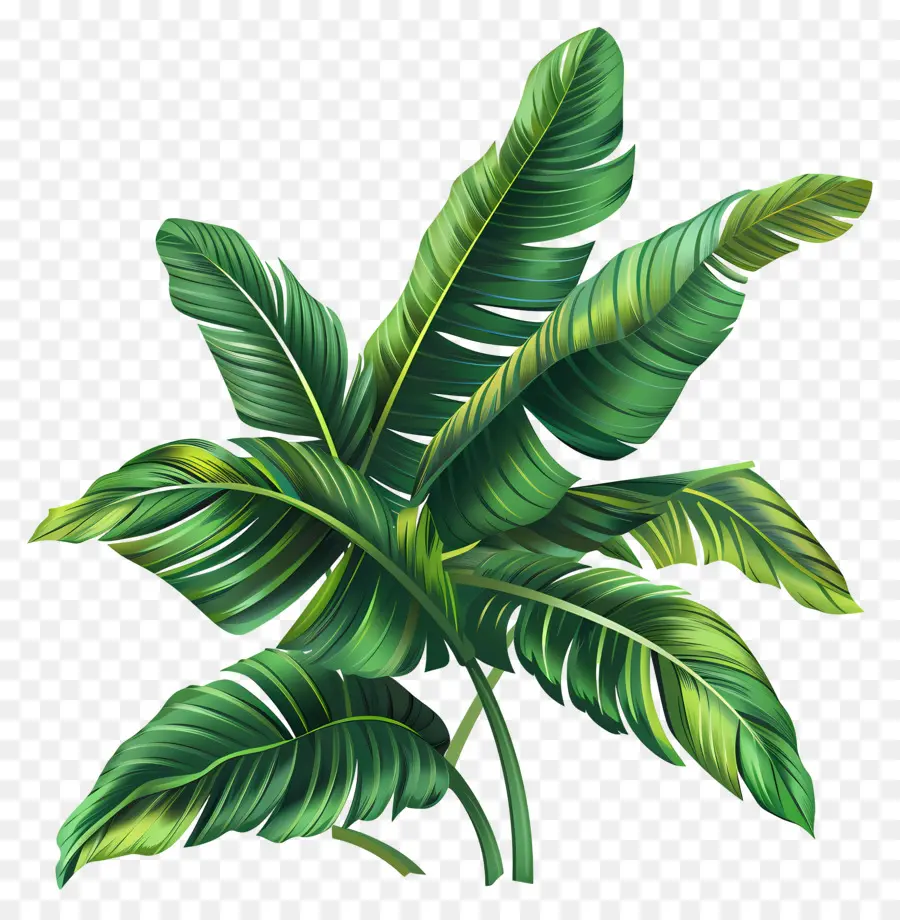 Тропический лист клипарт，Banana Leaf PNG