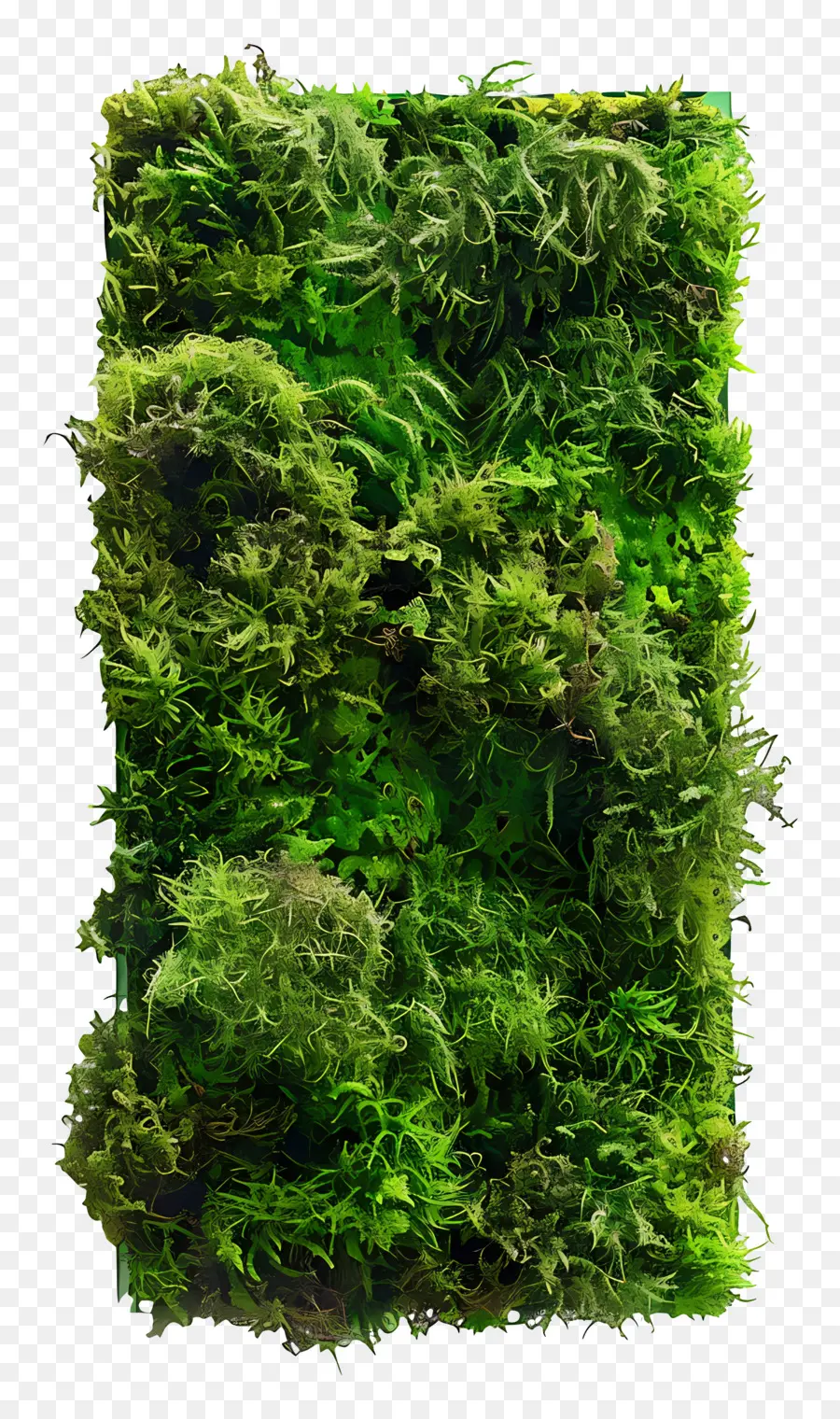 зеленый мох，Стена мха PNG