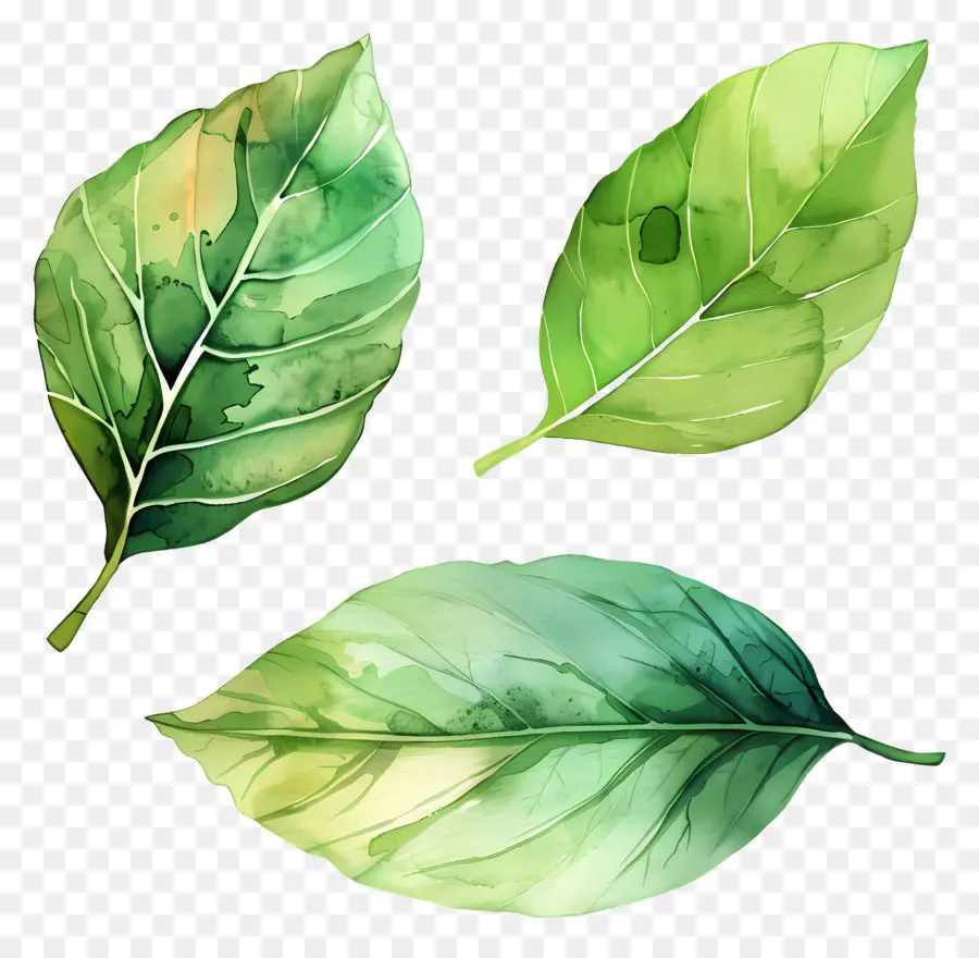 акварельные листья，листья PNG