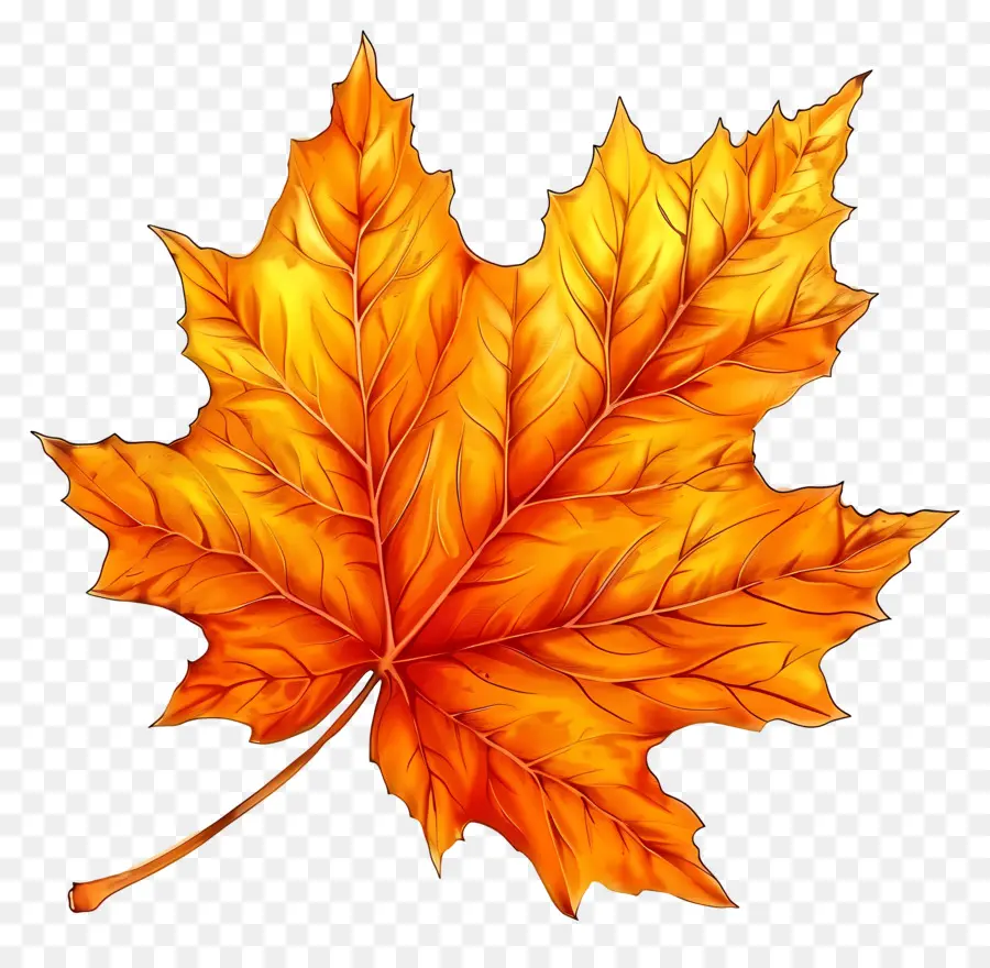 Осенний лист клипарт，кленовый лист PNG