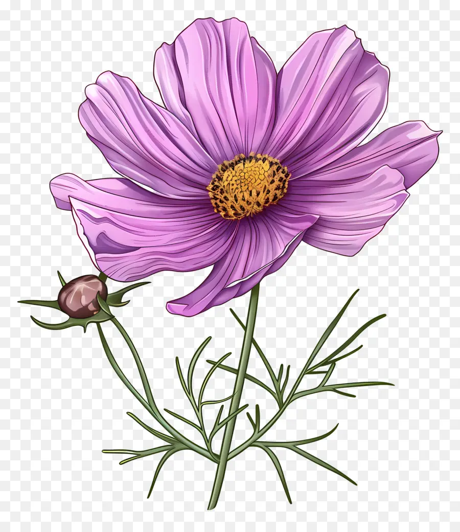 цветок космос，Фиолетовый космос цветок PNG