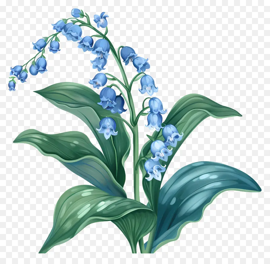 Голубая лилия из долины，Голубой цветок PNG