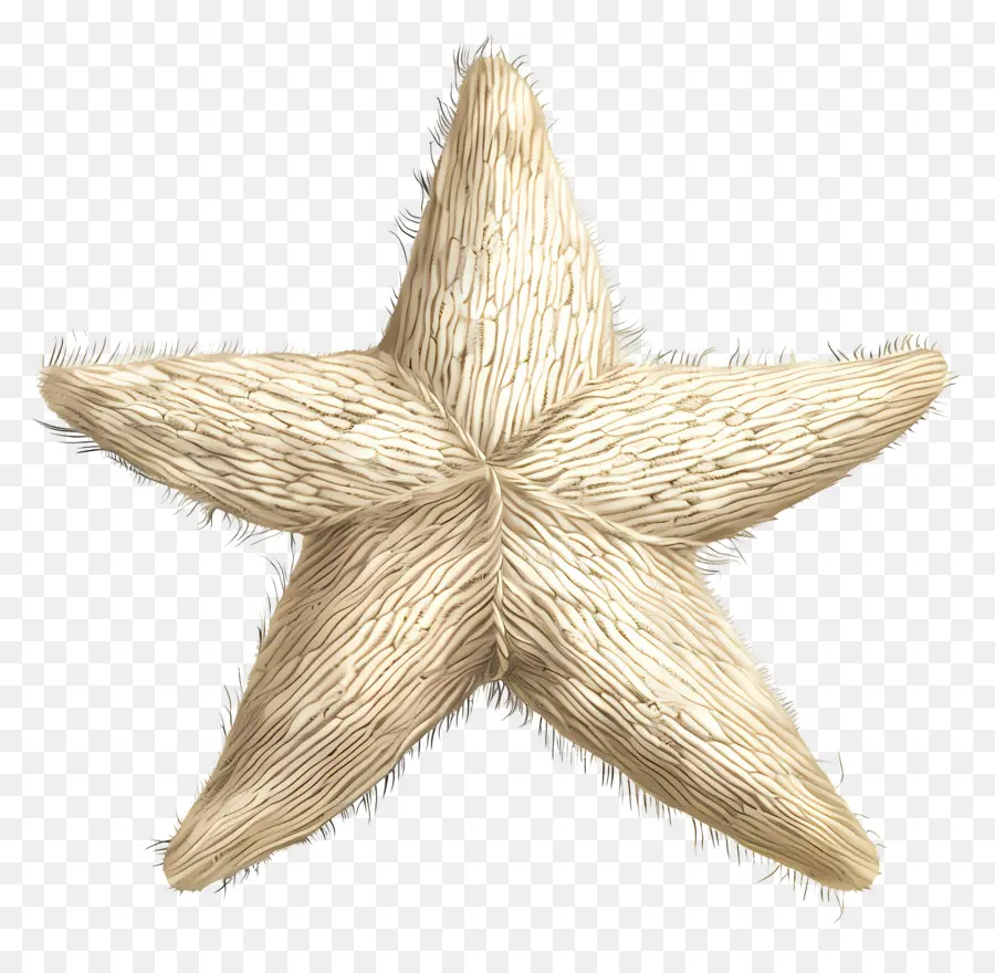 звезда，Морская звезда PNG