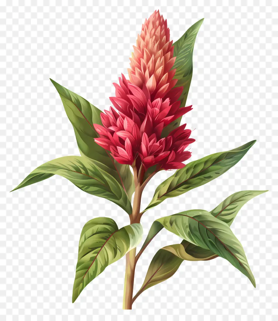 Целозия цветок，красный цветок PNG