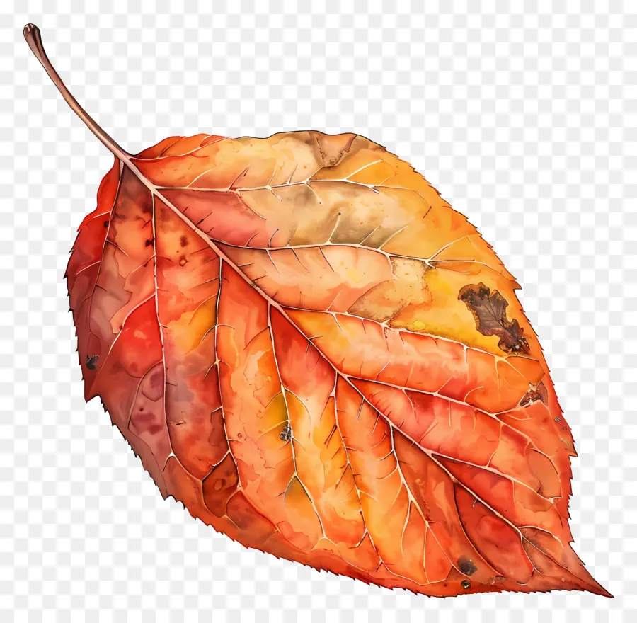 Осенний лист клипарт，осенние листья PNG