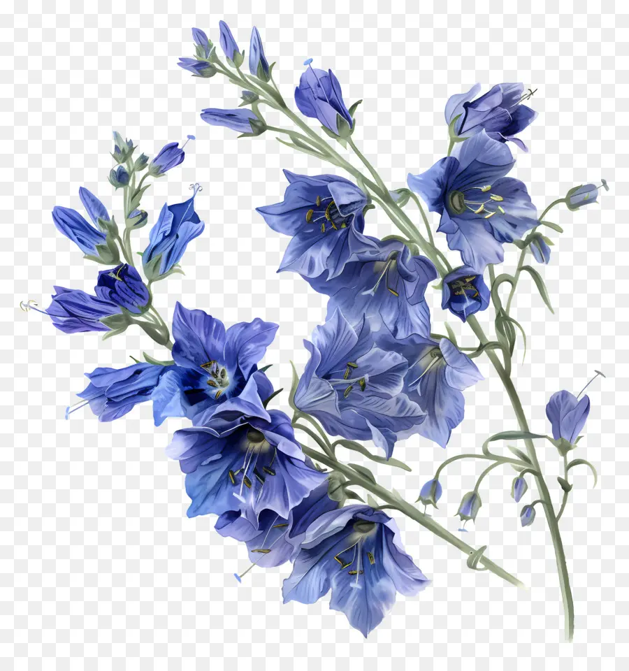 Larkspur Flower，Синие колокольчики PNG