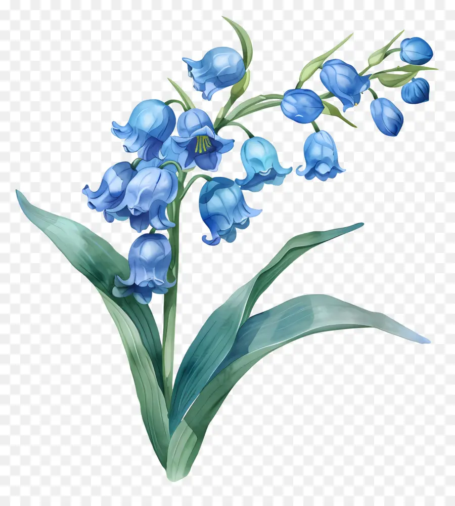 Голубая лилия из долины，голубой Гиацинт PNG