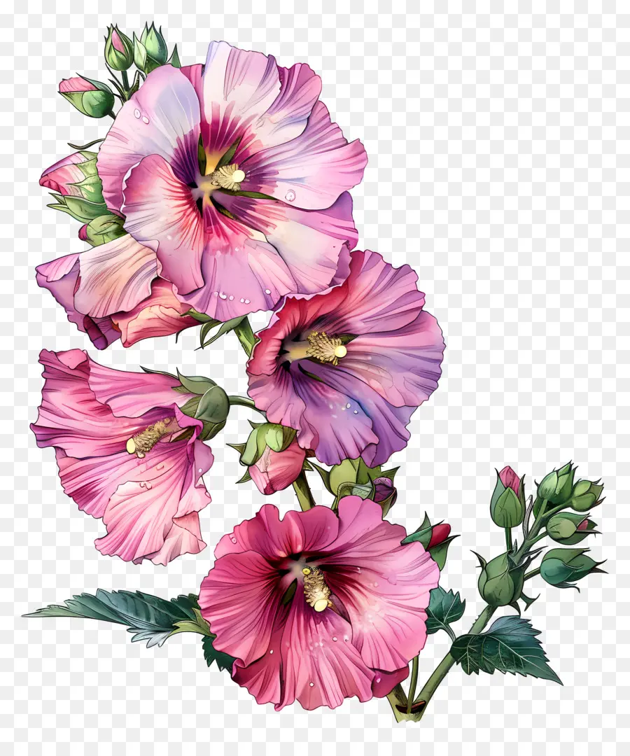 Мальва，цветы гибискуса PNG