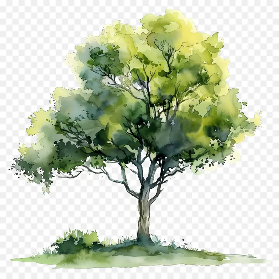 План акварельного дерева，картина дерево PNG