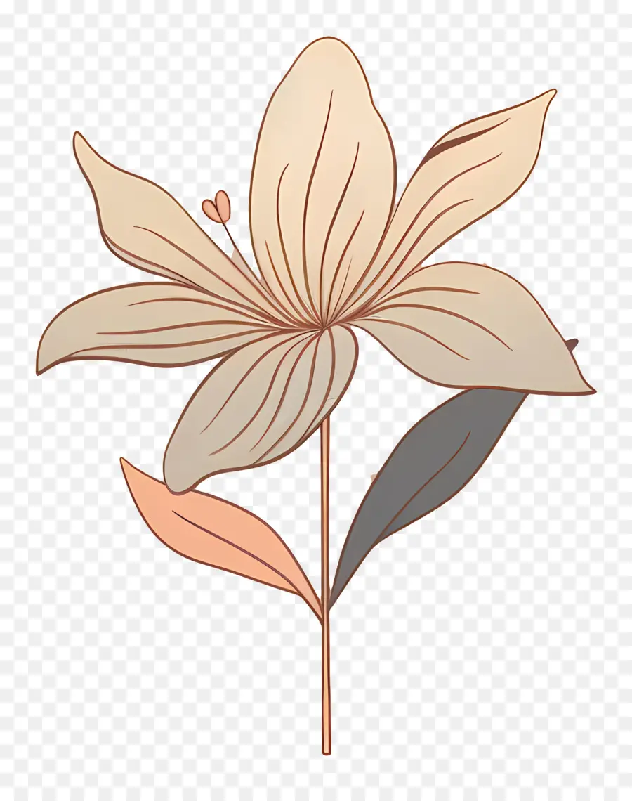 цветок блеска，белая Лилия PNG