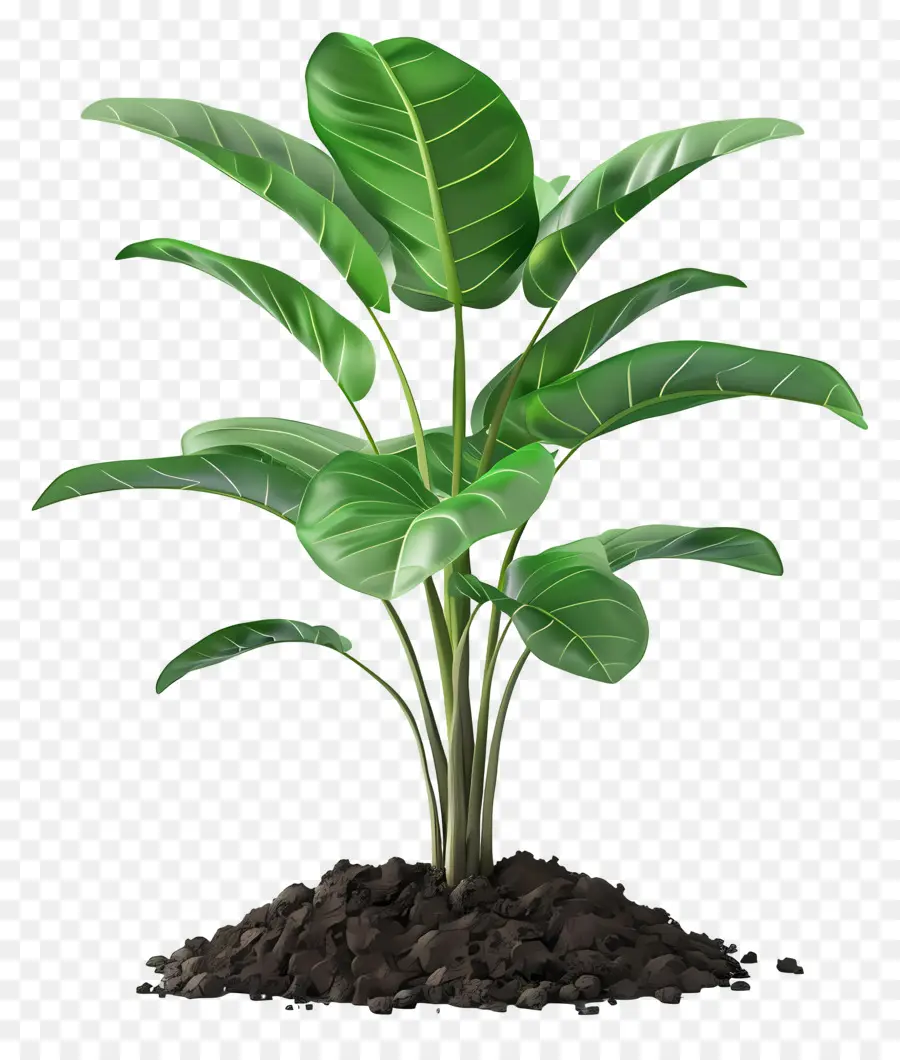 сажать почву，зеленое растение PNG