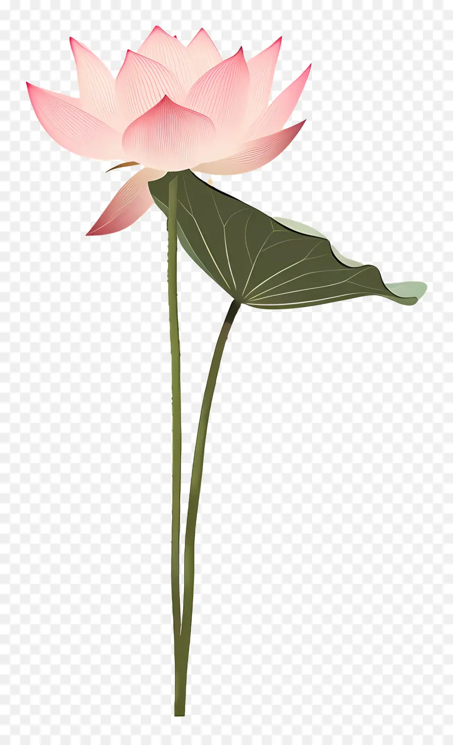 Цветок Лотоса，розовые лепестки PNG
