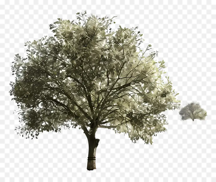 План дерева архитектуры，Дерево PNG