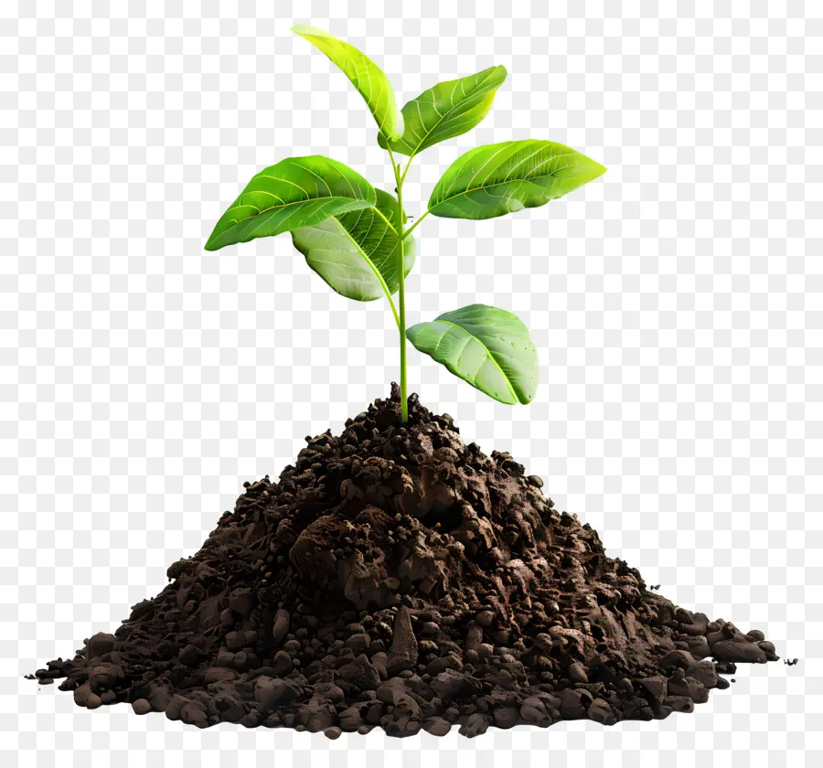 Почвы，роста растений PNG