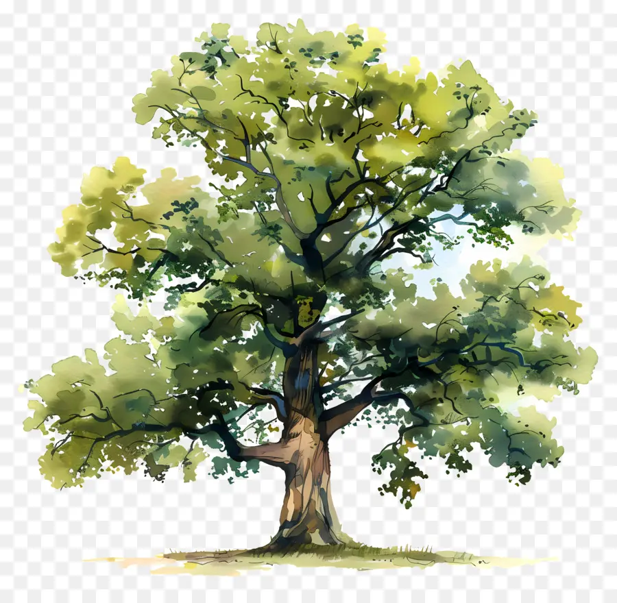План акварели，Oak Tree PNG