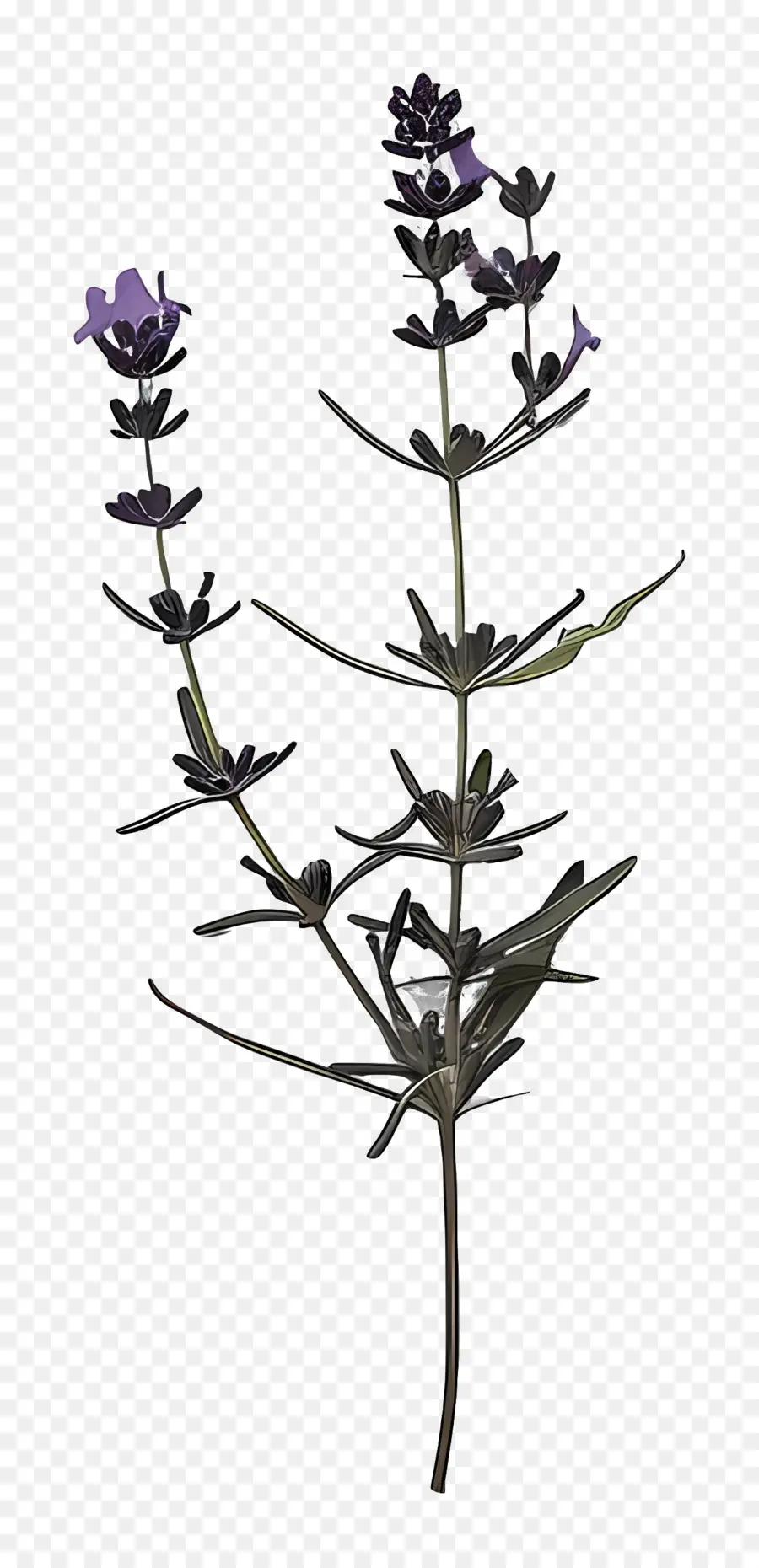 растение лаванда，фиолетовый цветок PNG