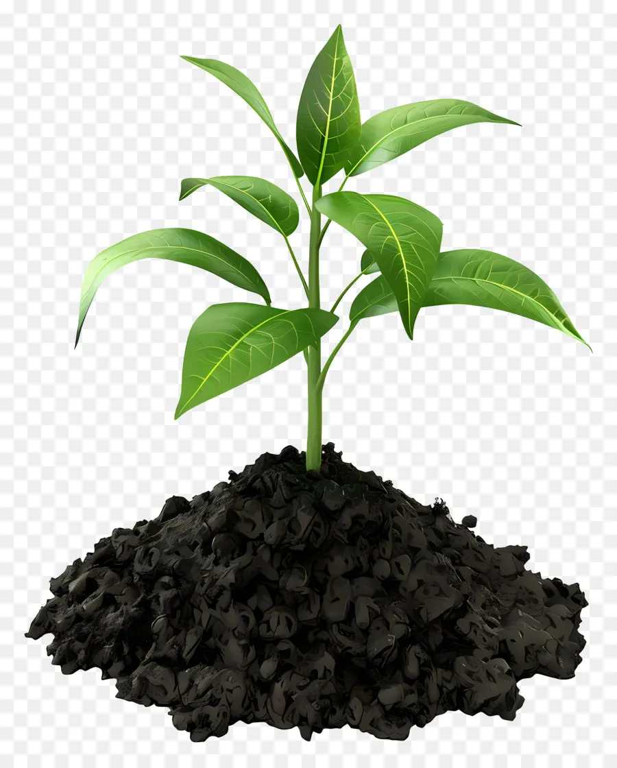 сажать почву，зеленое растение PNG