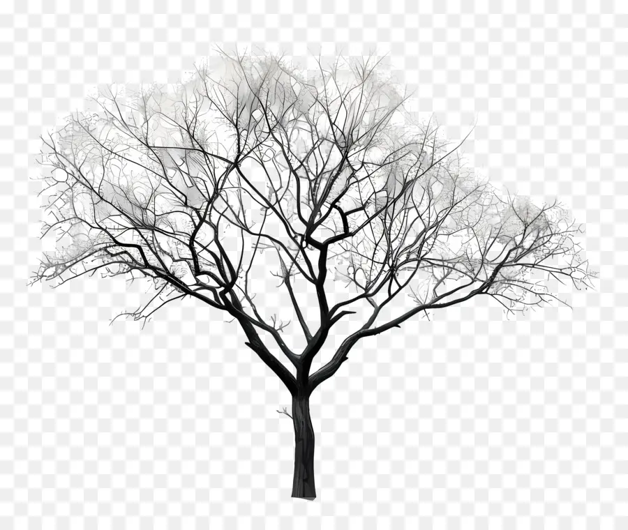 Дерево，черный и белый PNG