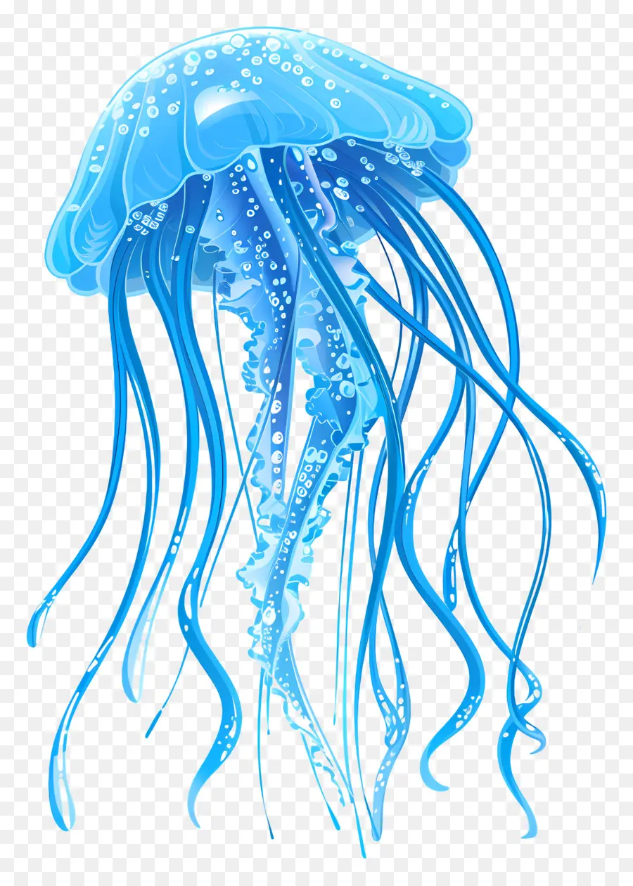 медузы，Синий медузы PNG