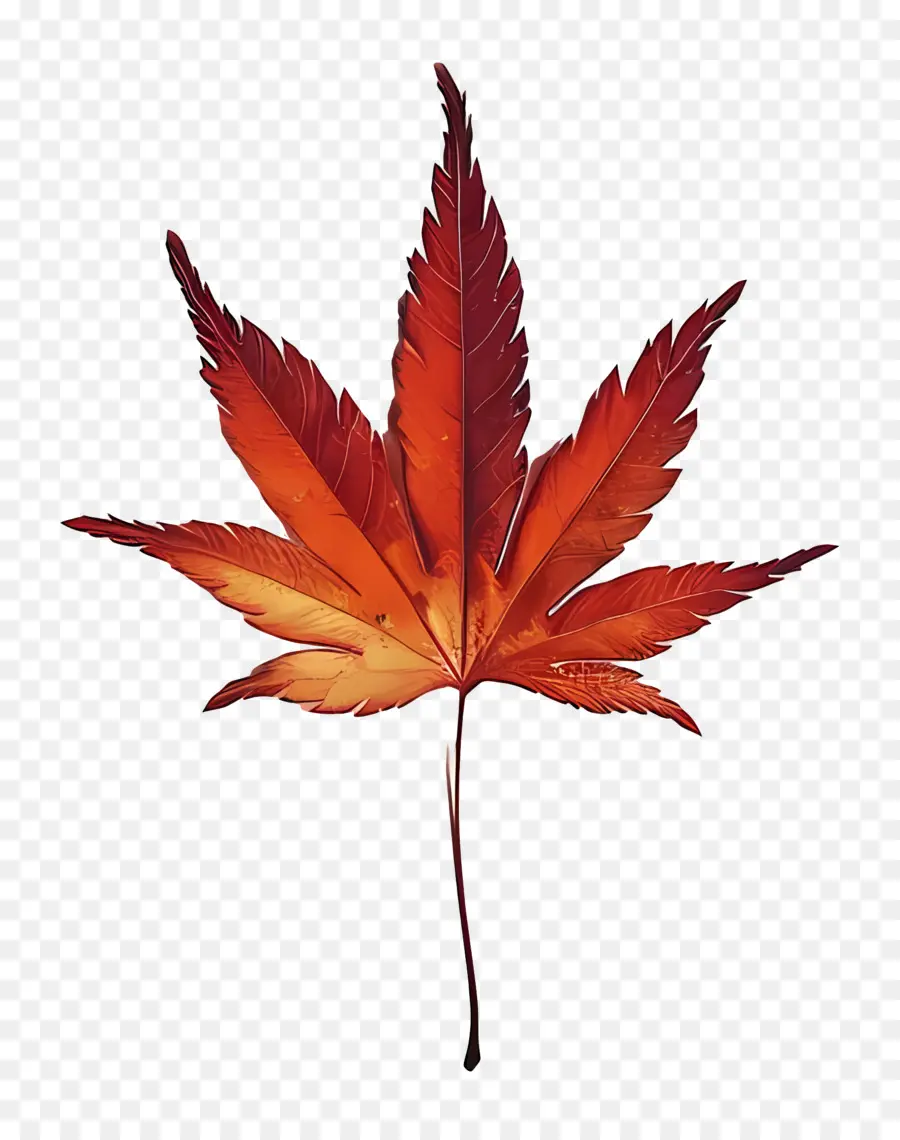 кленовый лист，красный лист PNG