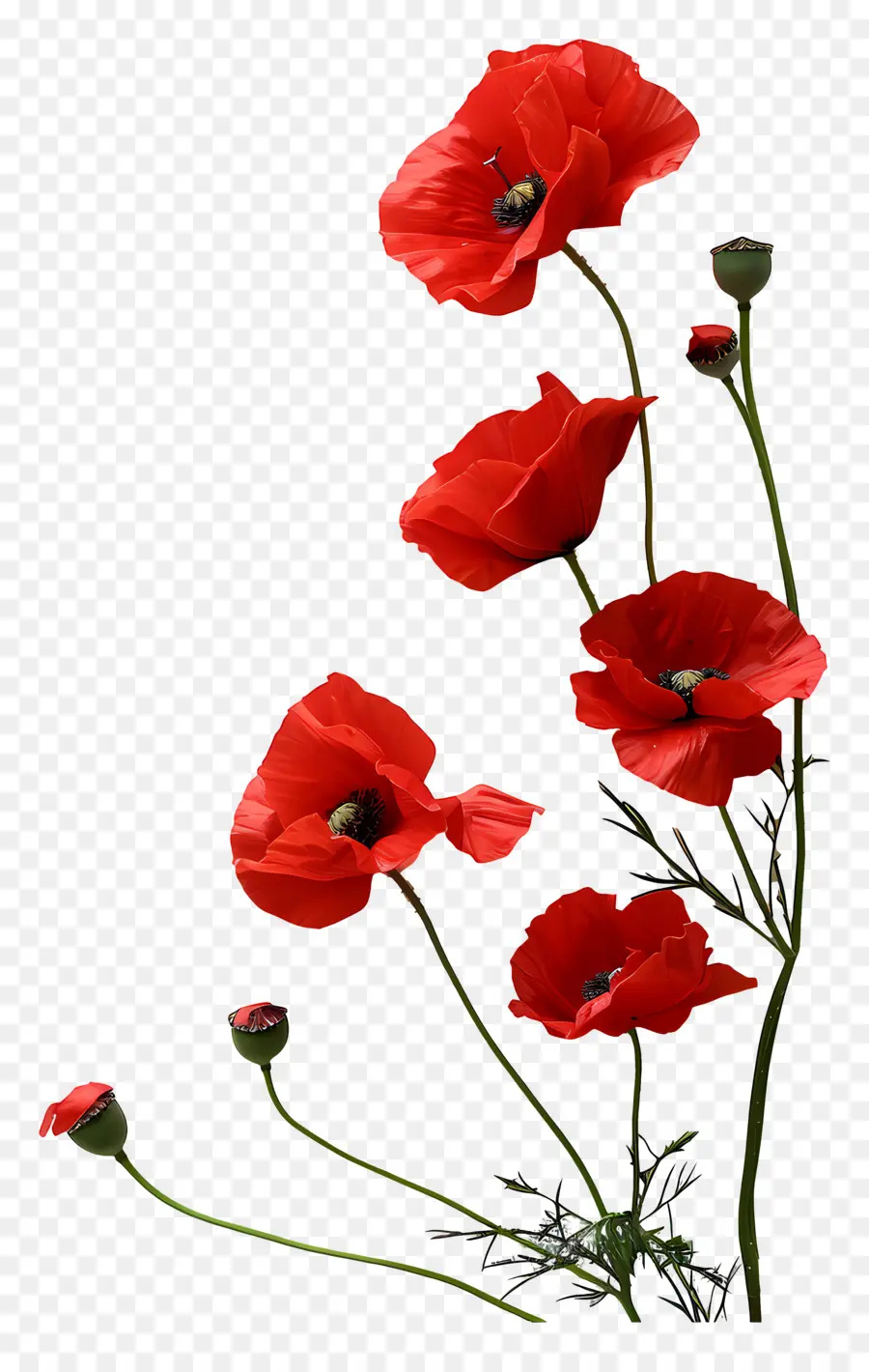 День Памяти，красный цветок PNG