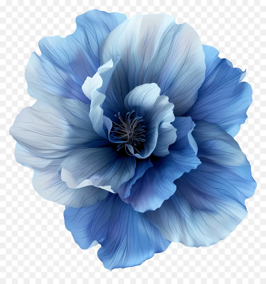 Голубой цветок，Синий мако цветок PNG
