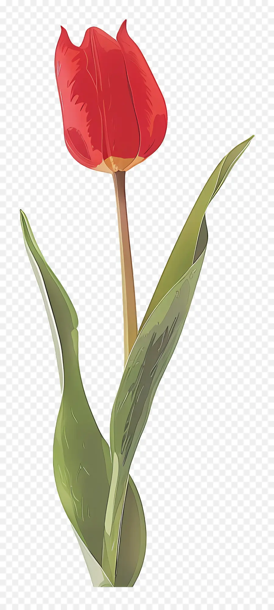 Тюльпан，красный тюльпан PNG