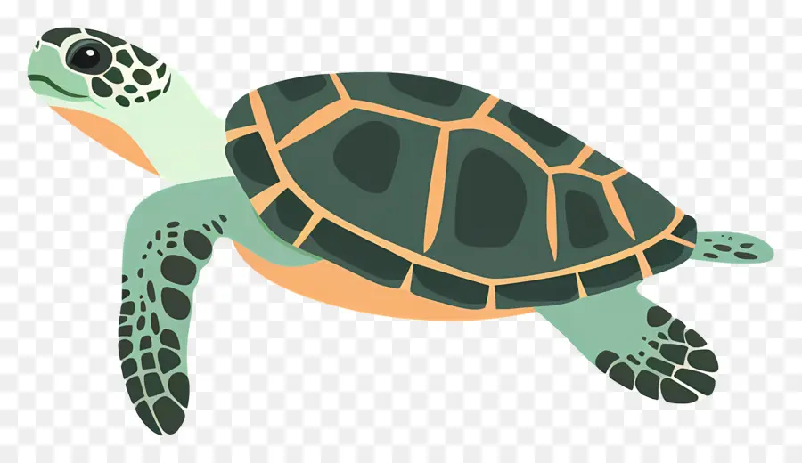 черепаха，океан PNG