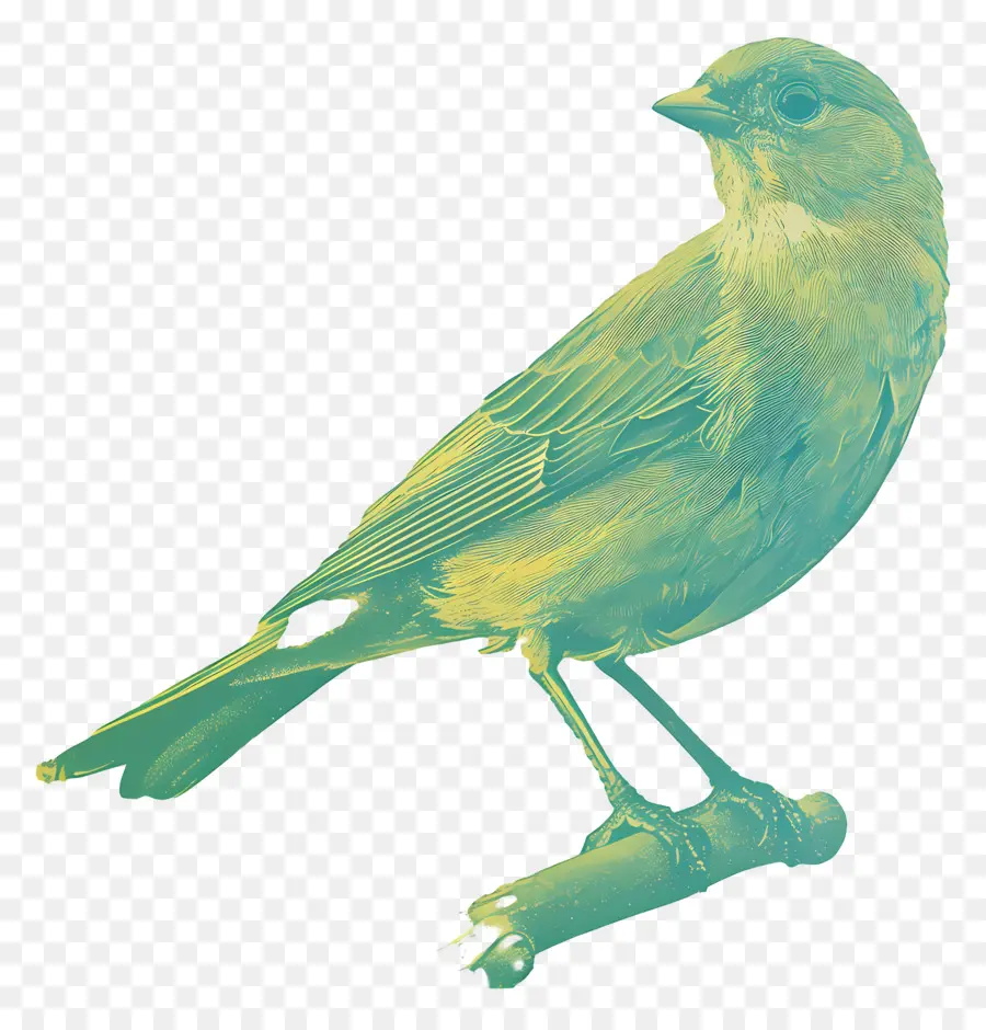 Птица，зеленый PNG