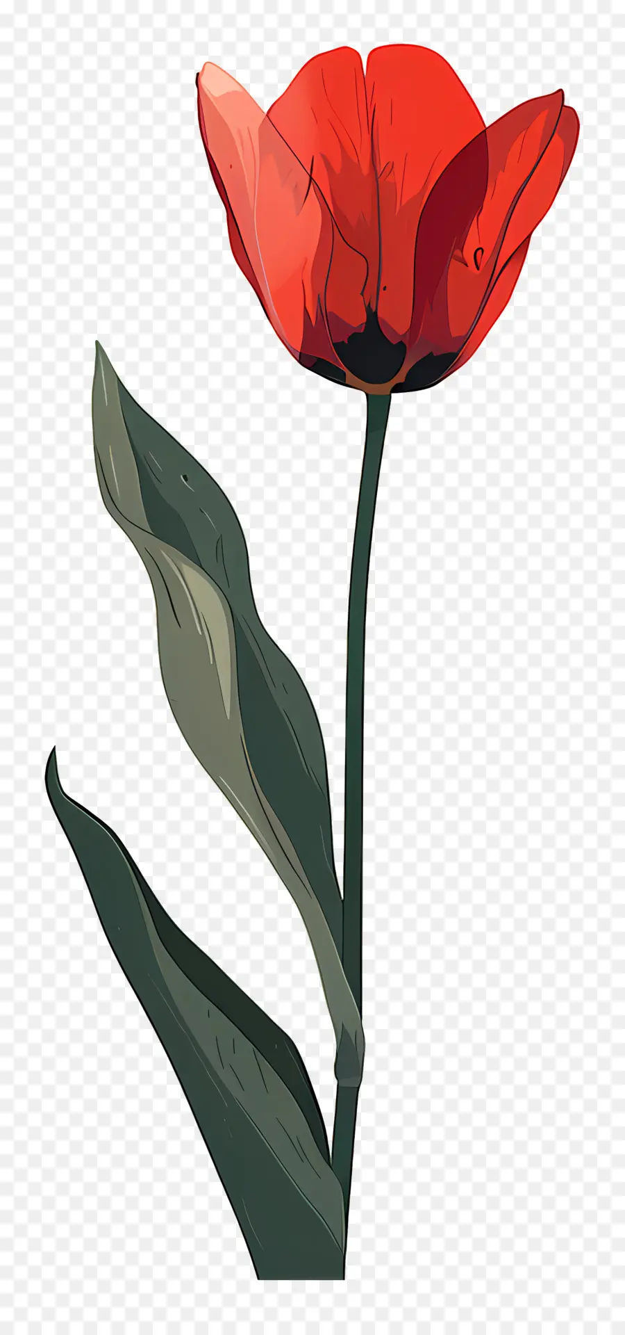 Тюльпан，цветок мака PNG