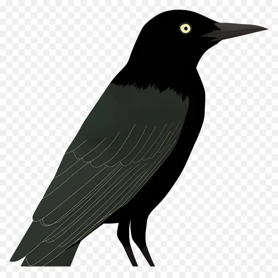 Птица，ворона PNG