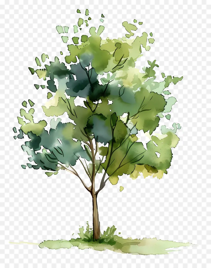 План акварельного дерева，рисунок дерева PNG