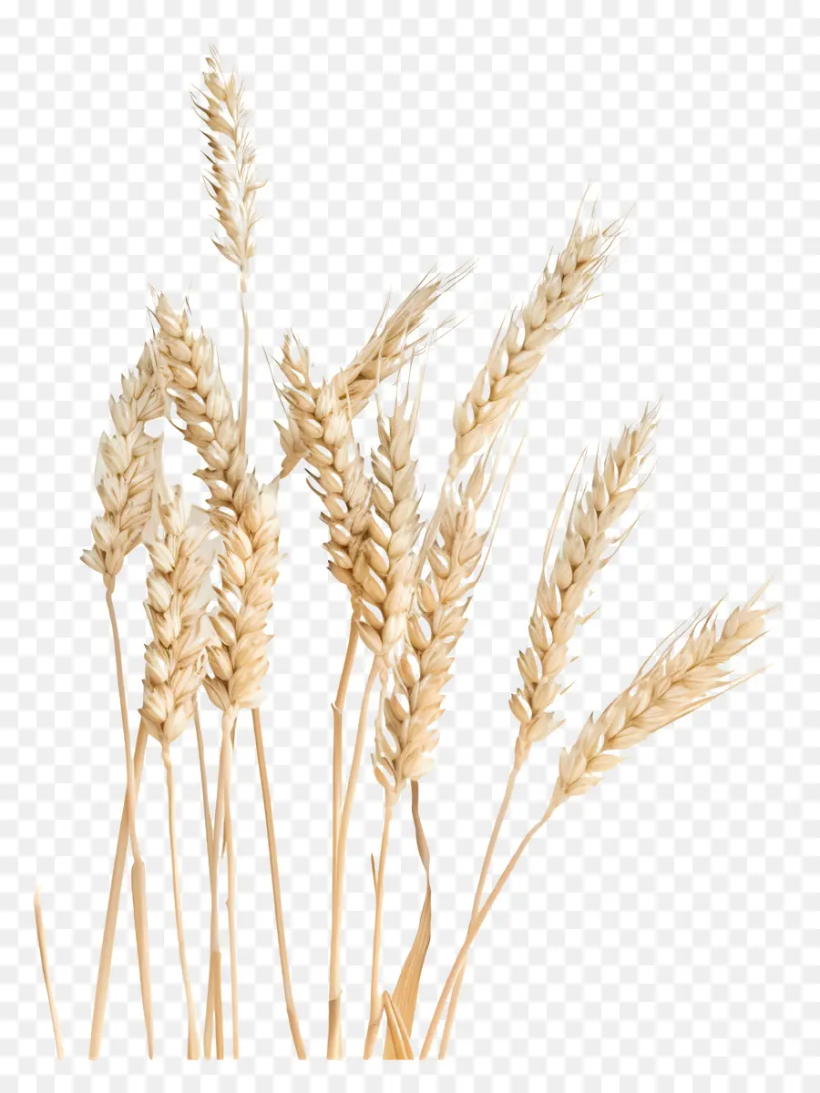 Пшеницы，стебли PNG