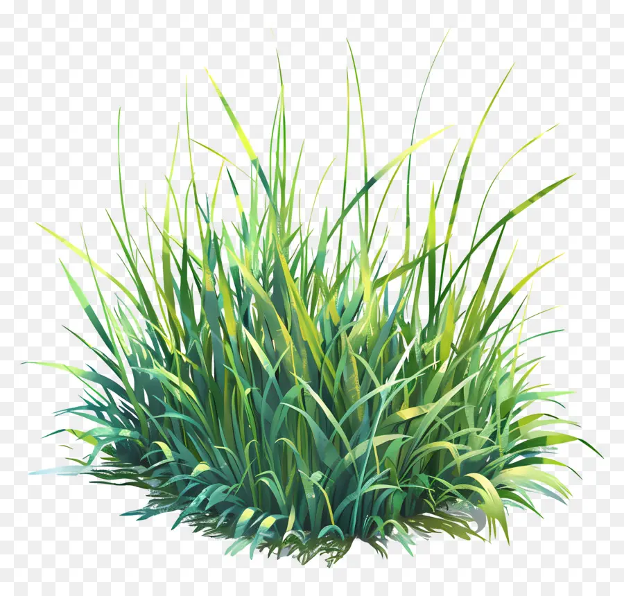 зеленая трава，зеленое растение PNG