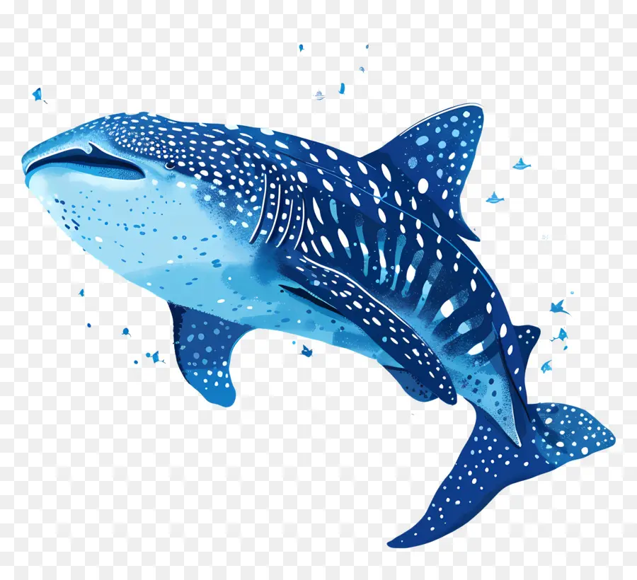 Китовая акула，Морское животное PNG