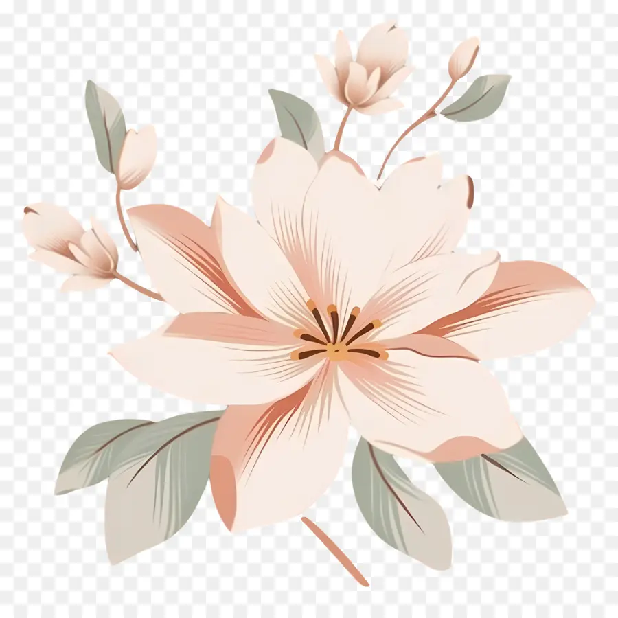 романтический цветок，Розовая Магнолия PNG
