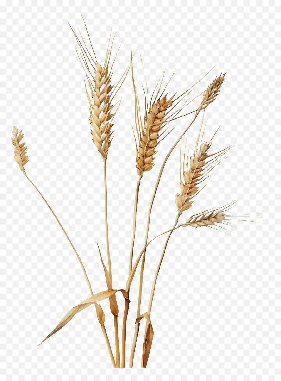 Пшеницы，Урожай PNG